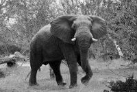 318 - ELEPHANT BULL BW - DEVINE BOB - united kingdom <div